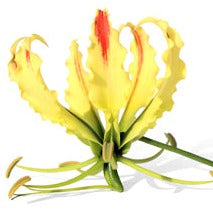 Gloriosa Sparkling Stripe.    Door de rode streep in de bloemblaadjes is dit een opvallende verschijning 