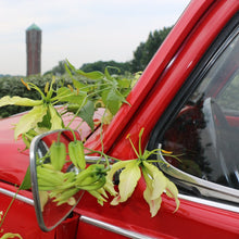Load image into Gallery viewer, Wanneer je zomerbloembollen kopen?   Bestel ze nu eenvoudig online en plant ze dit voorjaar voor een mooie kleurrijke tuin of terras in de zomer!  
