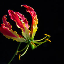 Afbeelding in Gallery-weergave laden, Gloriosa Rotschildiana.  Wanneer je zomerbloembollen kopen?   Bestel ze nu eenvoudig online en plant ze dit voorjaar voor een mooie kleurrijke tuin of terras in de zomer!  
