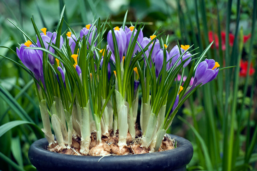 Krokus Grand Maître.  De voorbode van de lente!  Kijk in onze webwinkel voor ons hele assortiment!