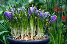 Afbeelding in Gallery-weergave laden, Krokus Grand Maître.  De voorbode van de lente!  Kijk in onze webwinkel voor ons hele assortiment!
