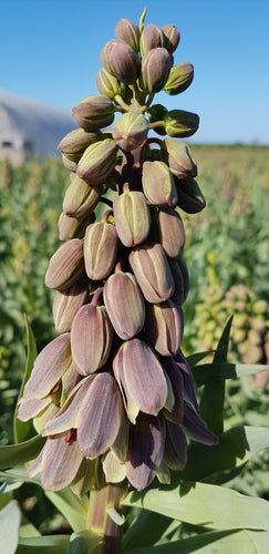 Fritillaria Persica Green Dreams®    En weer zo’n recente exclusieve variëteit!  Het was een paar jaren wachten, maar het resultaat mag er zijn.