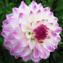 Lade das Bild in den Galerie-Viewer, Dahlia Hapet Blue Eyes           Decoratieve dinnerplate dahlia  Echt mooi kleurenspel in deze Dahlia, en vooral grooote bloemen!
