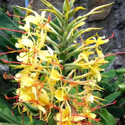 Hedychium of siergember is een mooie tropische plant die makkelijk groeit.  I