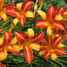 Load image into Gallery viewer, Hemerocallis Frans Hals. Zeer mooie tweekleurige soort waarbij geel en oranje bruin afwisselen. Soort uit 1955  (Flory)
