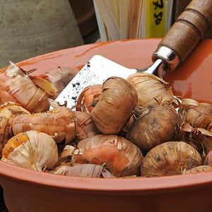 Wanneer je zomerbloembollen kopen?   Bestel ze nu eenvoudig online en plant ze dit voorjaar voor een mooie kleurrijke tuin 