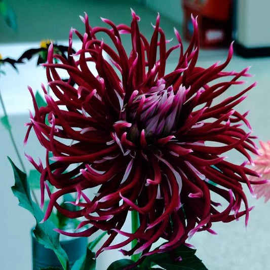 Dahlia Hollyhill Spiderwoman,  wijnbrood met wit.    Echt wel een aparte dahlia