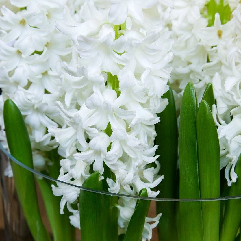 Hyacint Aiolos.  (Hyacinthus)  Zuiver witte, lekker geurende soort met compacte bloemen.