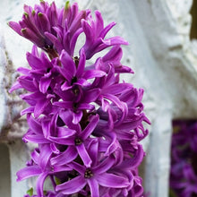 Afbeelding in Gallery-weergave laden, Hyacint Purple Star               (Hyacinthus)  Deze hyacint heeft opvallende violetkleurige bloemen en ruikt ook nog eens heerlijk.  De naam Hyacint komt trouwens voort van een mythe  uit de Griekse oudheid!
