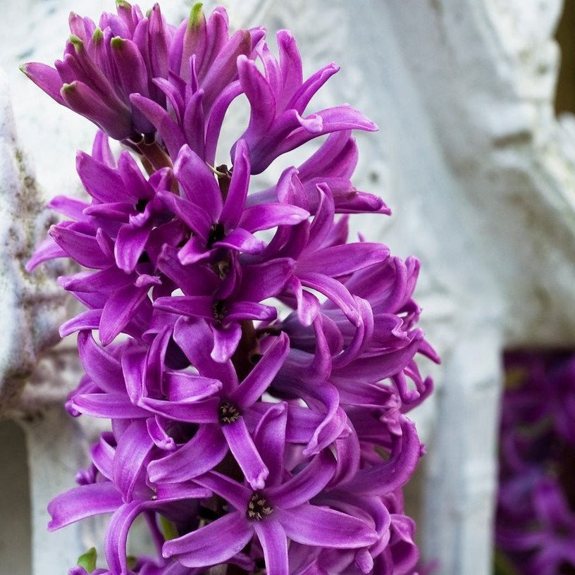 Hyacint Purple Star               (Hyacinthus)  Deze hyacint heeft opvallende violetkleurige bloemen en ruikt ook nog eens heerlijk.  De naam Hyacint komt trouwens voort van een mythe  uit de Griekse oudheid!