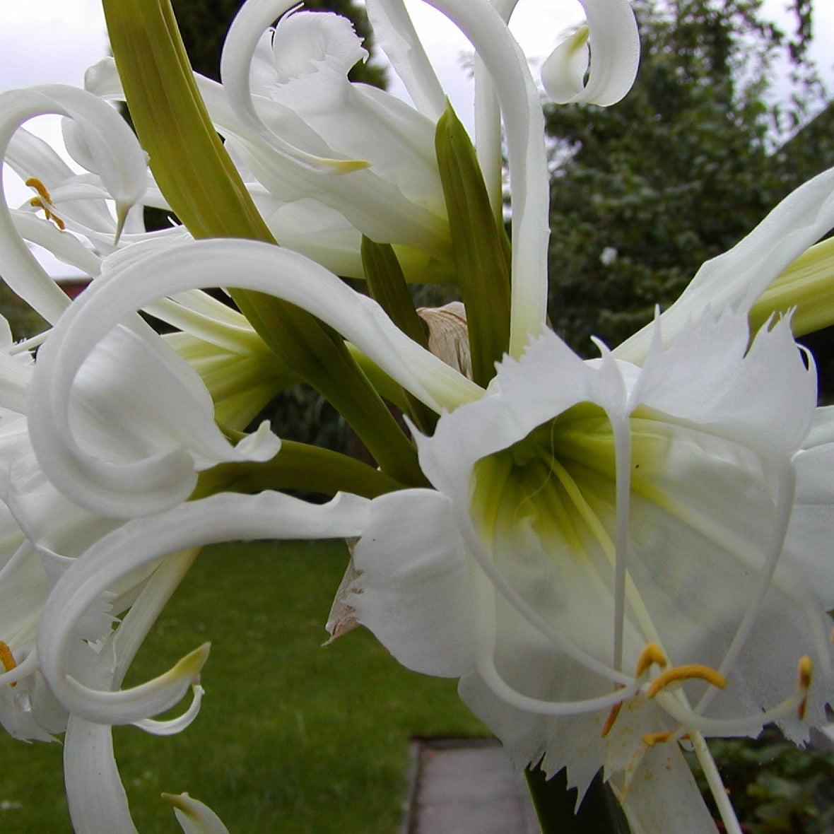 Ismene Festalis  (Hymenocallis)   spinlelie, ruikt heerlijk en makkelijk te kweken