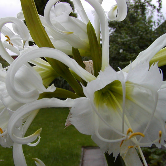 Ismene Festalis  (Hymenocallis)   spinlelie, ruikt heerlijk en makkelijk te kweken