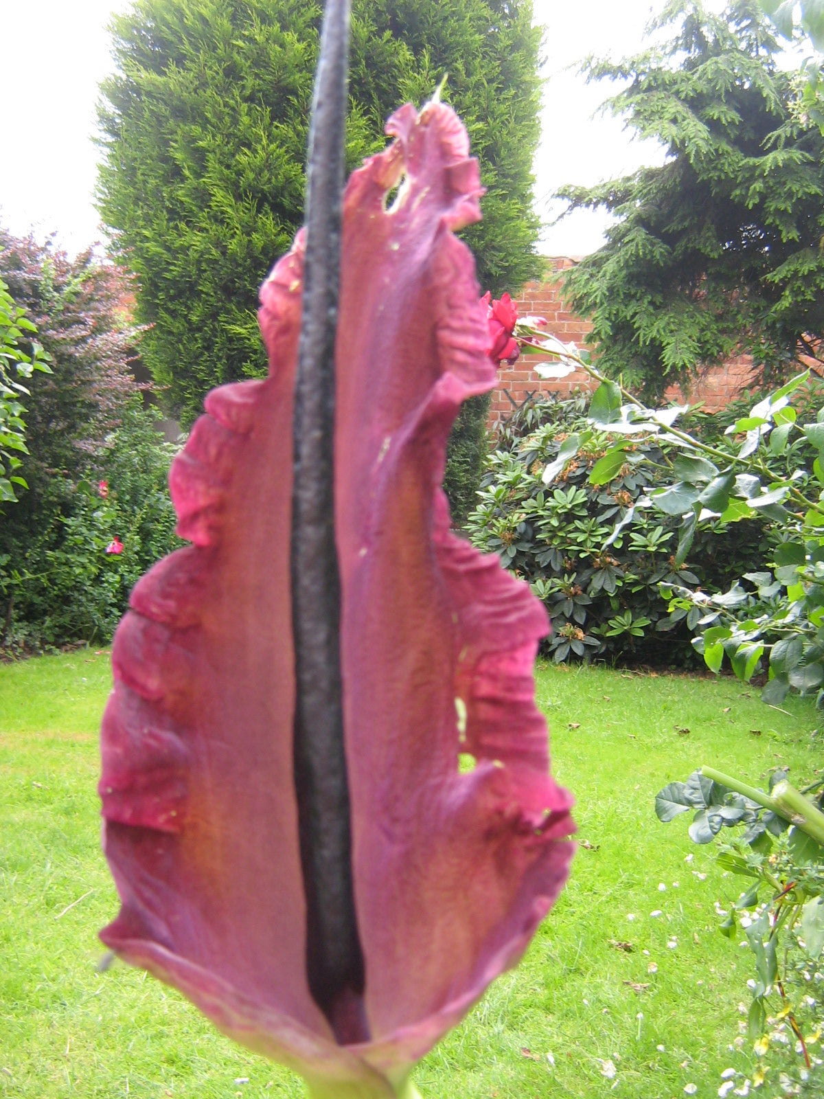 Arum Dracunculus