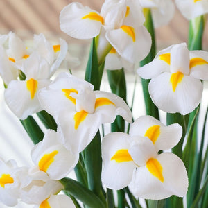 Iris Hollandica White Magic        (Hollandse iris)    Hollands geteeld bollen, dewelke het beste resultaat geven.  Mooie stevige witte iris met klein beetje geel naar het hart toe.