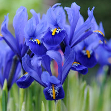 Lade das Bild in den Galerie-Viewer, Iris Reticulata     (Botanische Iris)  Mooie blauw kleur met gele vlekken.    Makkelijk te kweken dwerg iris.  Zeer vroegbloeiend.  

