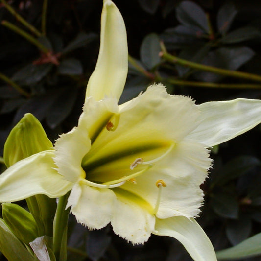 Ismene Sulphur Queen  (Hymenocallis).   Bestel ze nu eenvoudig online en plant ze dit voorjaar