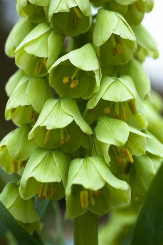 Fritillaria Persica Ivory Bells  Dit is een groene-witte mutant van de Persica.  Blijft lange tijd na de bloei nog mooi door de zaaddozen.