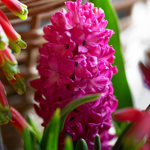 Hyacint Jan Bos           (Hyacinthus)  Een van de mooiste rode hyacinten.  Toepassingen: borders, bloembedden en binnenshuis gebruik