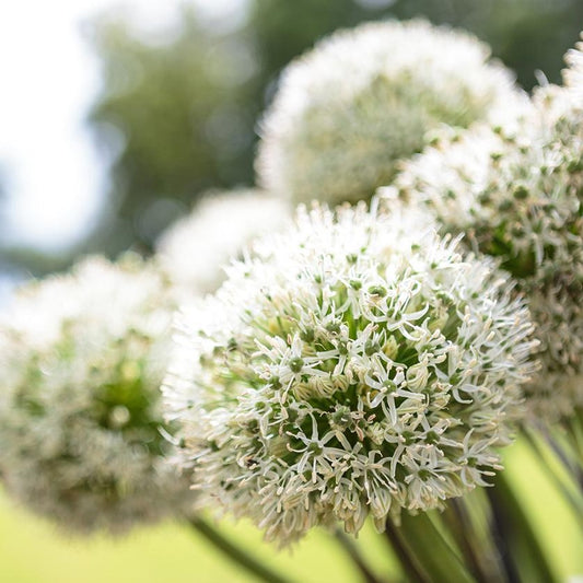 Allium White Giant       Een pure beauty, de naam spreekt voor zichzelf.  Sterk, hoog, wit.