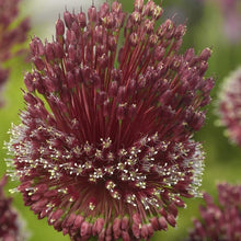 Afbeelding in Gallery-weergave laden, Allium Red Mohican® (Allium amethystinus)  Nieuwe unieke, maar makkelijk te kweken Allium.     Bestel ze nu eenvoudig online 
