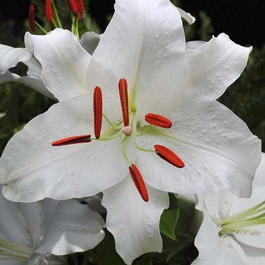 (Lilium Oriental). Eén der mooiste lelie soorten op de markt. Prachtige witte, geparfumeerde bloemen