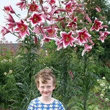 Lade das Bild in den Galerie-Viewer, Lilium (lelie) Friso is is een hoge stevige lelie met grote donkerrode/witte bloemen.
