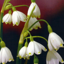 Charger l&#39;image dans la galerie, Leucojum Aestivum      Ook wel zomerklokje of lenteklokje genoemd, alhoewel deze variëteit bloeit in april-mei.
