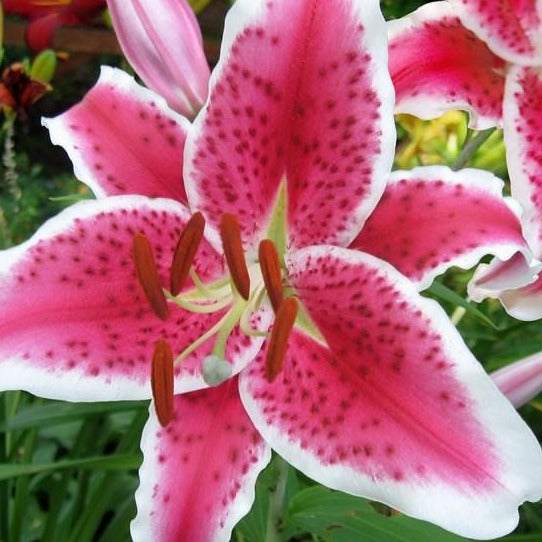Zeer bekende en heerlijk geurende soort. Roze bloemen met wit.
