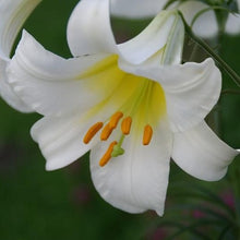 Afbeelding in Gallery-weergave laden, Lilium (lelie) Regale Album.   Terug van weggeweest in ons  assortiment, de echte klassieke trompetlelie.
