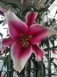 Boomlelie Friso is een soort met ongeloofelijk mooie grote bloemen! 
