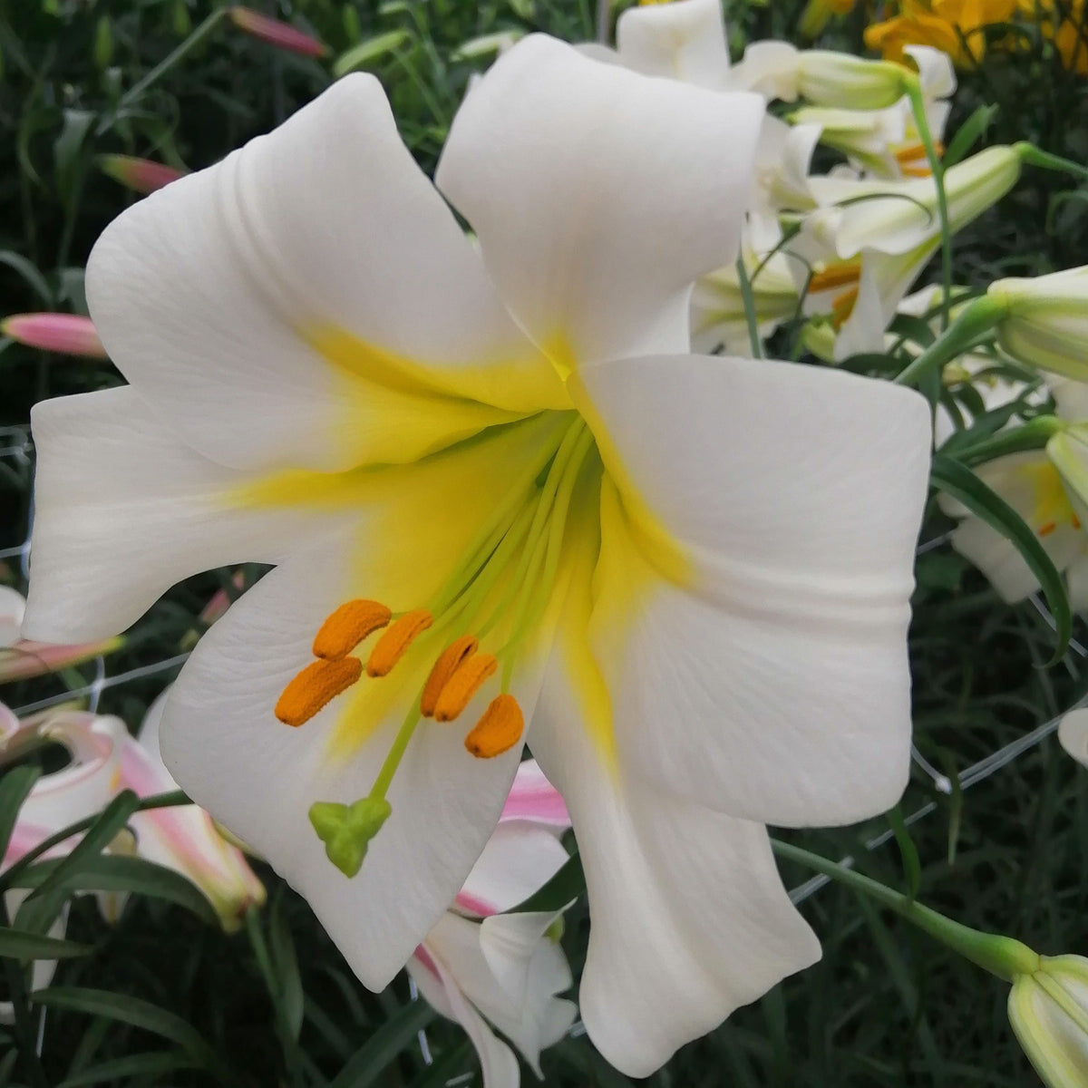 Lily (lilium) Regale album – Alkemade bloembollen