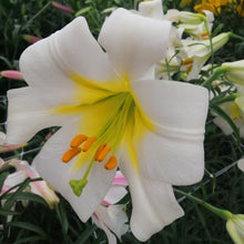 Afbeelding in Gallery-weergave laden, Regale, de ouderwetse trompetlelie!
