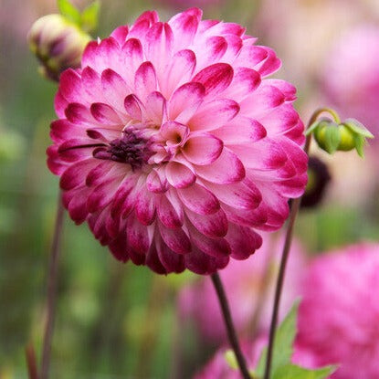 Wanneer je zomerbloembollen kopen?   Bestel ze nu eenvoudig online en plant ze dit voorjaar voor een mooie kleurrijke tuin of terras in de zomer!  Wij proberen steeds de grootste maat en beste kwaliteit aan te bieden voor het mooiste resultaat.