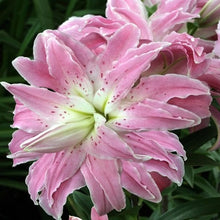 Afbeelding in Gallery-weergave laden, De roze dubbele oriëntaalse lelie ‘Lotus Elegancey’ is een schitterende en vrij exclusieve tuin- en snijbloem.  Dubbele Oriëntal hybride lelies zijn verkregen uit kruisingen tussen enkele oriëntal hybride lelies en zijn stuifmeelvrij.

