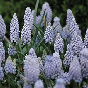 Muscari Valerie Finnis      Vrij nieuwe soort, met prachtig mooie porseleinblauwe bloemen.  Genoemd naar een Engelse fotografe.