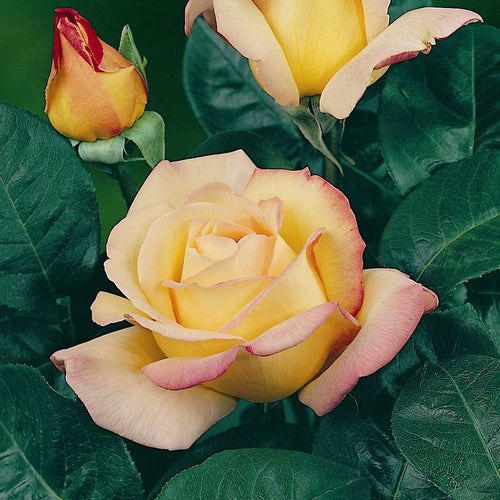 Rosa Madame Meilland.  Misschien wel één der bekendste rozen ter wereld (kweker Francis Meilland, origine ergens tussen 1935 en 1939).  Ook wel bekend onder de namen  ‘Gloria Dei' of ‘Peace’ in de Verenigde Staten (1945)