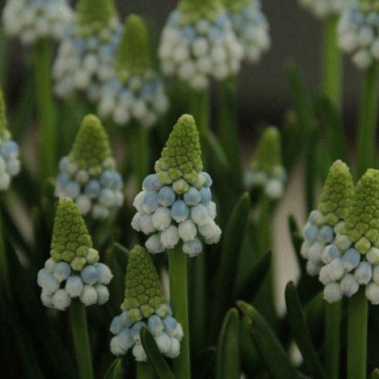 Muscari Manon®       Blauwe druifjes een saaie bloem?  Welneen, dankzij nieuwe cultivars groeit de familie nog steeds, en dit is zo’n exclusieve nieuwe meerkleurige beauty.   Bestel ze nu makkelijk online!