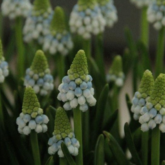Muscari Manon®       Blauwe druifjes een saaie bloem?  Welneen, dankzij nieuwe cultivars groeit de familie nog steeds, en dit is zo’n exclusieve nieuwe meerkleurige beauty.   Bestel ze nu makkelijk online!