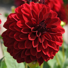 Afbeelding in Gallery-weergave laden, De bloedrode Dahlia Melody Mambo heeft mooie volle bloemen  De Dahlia’s uit de “Melody” serie zijn allemaal vrij compact en daarom ook zeer geschikt voor beplanting op terras of patio. 
