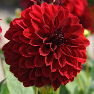 De bloedrode Dahlia Melody Mambo heeft mooie volle bloemen  De Dahlia’s uit de “Melody” serie zijn allemaal vrij compact en daarom ook zeer geschikt voor beplanting op terras of patio. 