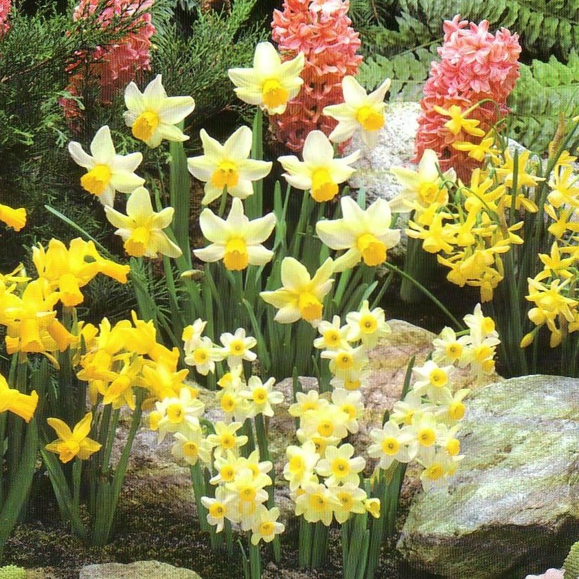 Botanische Narcis gemengd         Gemengd pakket bestaande uit minimum 5 soorten van botanische narcissen in alle kleuren.
