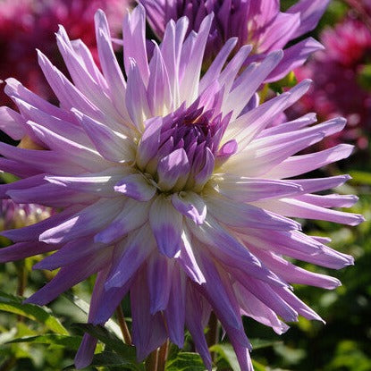 Mingus Randy is een cactusdahlia, maar door de grootte van de bloem mag je hem ook gerust een dinnerplate noemen!   Robuust en zeer lang bloeiend.  Wit met paarse toppen