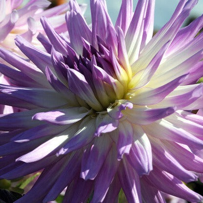 Mingus Randy is een cactusdahlia, maar door de grootte van de bloem mag je hem ook gerust een dinnerplate noemen!   Robuust en zeer lang bloeiend.  Wit met paarse toppen