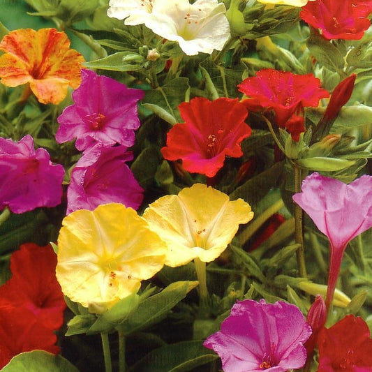 Mirabilis, trekt vlinders aan, bloeit heel de zomer.  Ook wel  four o'clock flowers genoemd