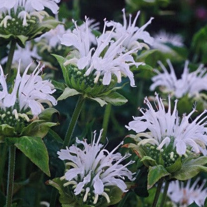 Monarda Schneewittchen.  Ook wel bergamotplant genoemd.  De bladeren en bloemen zijn eetbaar en lokken tal van insecten en vlinders.