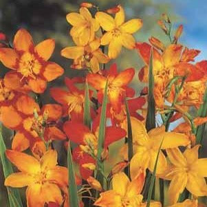 Mooie vrolijke warme mengeling van kleinbloemige Montbretia.  Geschikt voor verwildering.