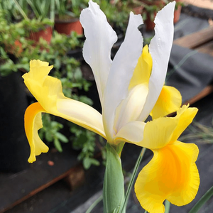 Iris Hollandica Montecito         (Hollandse iris)                    Geel met crème wit