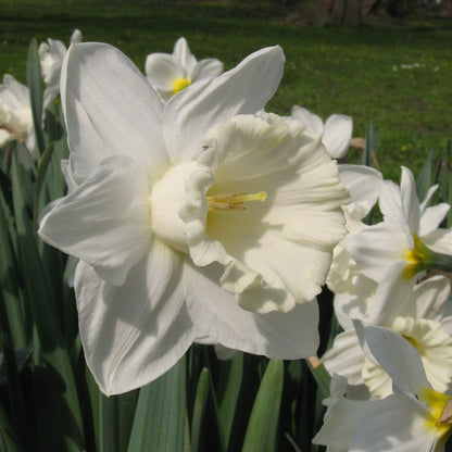 Narcis Mount Hood        (Trompet narcis)  Prachtige statige trompetnarcis.   Bij aanvang van de bloei is de kleur nog eerder crèmegeel, maar die verkleurt later naar ivoorwit.