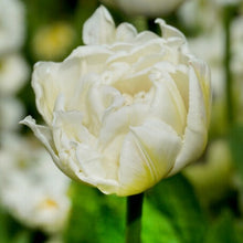 Lade das Bild in den Galerie-Viewer, Dubbele tulp met mooi gevulde sneeuwwitte bloemen die doen denken aan Pioenen. Prachtig als snijbloem.  Combineer Mount Tacoma in de border met bijvoorbeeld muscari.
