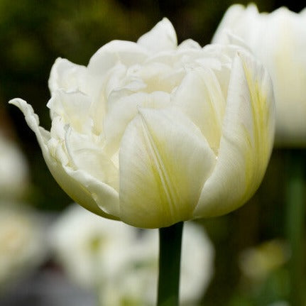 Tulp Mount Tacoma.  Mooie dubbele witte tulp, meteen beschikbaar in onze webwinkel www.bulbes.net
